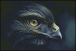 (image for) Hawk Eye